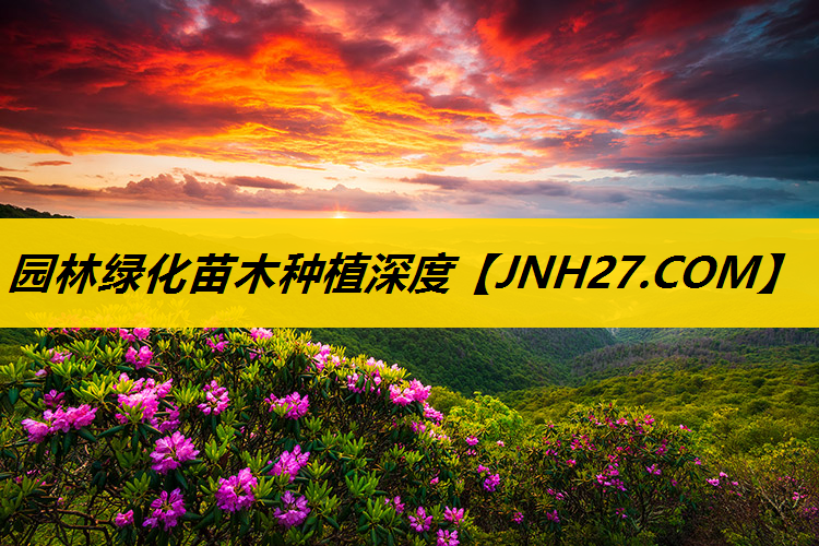 园林绿化苗木种植深度