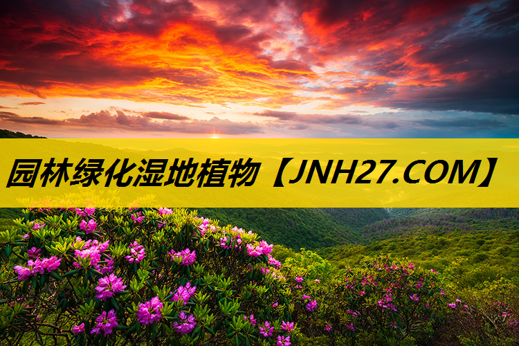 园林绿化湿地植物