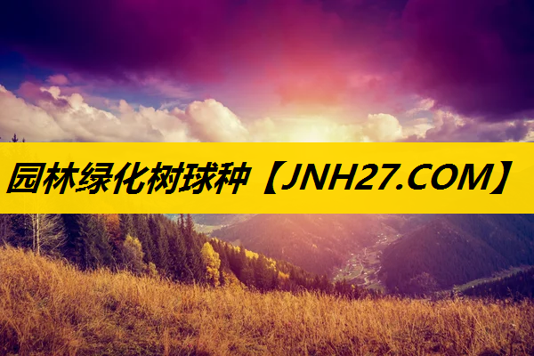 园林绿化树球种